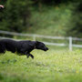 Ivy beim Working Test in Lech - bei der Station haben wir 19 Punkte bekommen :-)