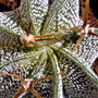 Astrophytum ornatum Meztitlan