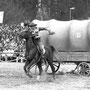 Gerhard Kissel, Westernladen Dahn, 1977 Spiel ohne Grenzen in Dahn