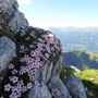 Dolomiten-Fingerkraut