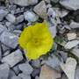 Gelber Alpenmohn
