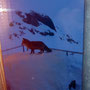 Besuch vom Hüttenfuchs