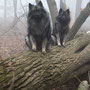 meinen Valentinstag habe ich mit Hera im Wald verbracht ♥