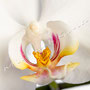 Orchidee Nr.0615