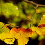 Herbstblatt Nr.0068