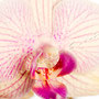 Orchidee Nr.0645