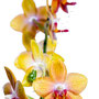 Orchidee Nr.0656