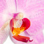 Orchidee Nr.0663