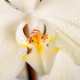 Orchidee Nr.0634