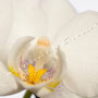 Orchidee Nr.0620