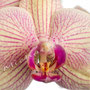 Orchidee Nr.0642