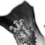 Hibiskus 249
