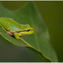 Boomkikker - Hyla arborea - Tree Frogs