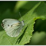 Klein geaderd witje - Pieris napi - Green-veined white