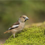 Appelvink - Coccothraustes coccothraustes - Hawfinch