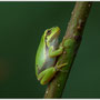 Boomkikker - Hyla arborea - Tree Frogs