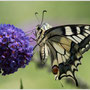 Koninginnepage - Papilio machaon - Old World Swallowtail