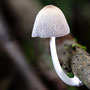 Zwerfinktzwam - Coprinellus disseminatus - Fairy inkcap