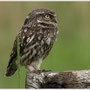 Steenuil - Athene noctua - Little owl