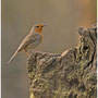 Roodborst - Erithacus rubecula - Red robin