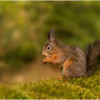 Eekhoorn - Sciurus vulgaris - Squirrel