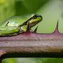 Boomkikker - Hyla arborea - Tree Frog