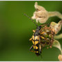 Geringelde smalboktor - Amata phegea - Spotted longhorn