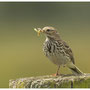 Graspieper - Anthus pratensis - Meadow Pipit