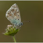 Bleek blauwtje - Polyommatus coridon - Chalkhill blue