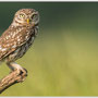 Steenuil - Athene noctua - Little owl