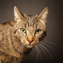 photographe chat studio, séance photo chat studio, portrait chat , photographe animalier toulouse, photo chat
