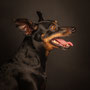 photographe chien studio, séance photo chien studio, portrait chien pinscher, photographe animalier toulouse, photo pinscher
