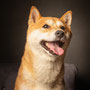 photographe chien studio, séance photo chien studio, portrait chien , photographe animalier toulouse, photo shiba