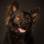 photographe chien studio, séance photo chien studio, portrait chien, photographe animalier toulouse, berger allemand ancien type