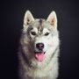 photographe chien studio, séance photo chien studio, portrait chien husky, photographe animalier toulouse, photo husky