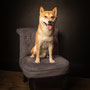 photographe chien studio, séance photo chien studio, portrait chien, photographe animalier toulouse, photo shiba
