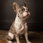 photographe chien studio, séance photo chien studio, portrait chien, photographe animalier toulouse, photo bouledogue français