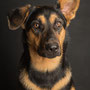 photographe chien studio, séance photo chien studio, portrait chien toulouse, photographe animalier toulouse