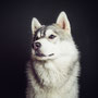 photographe chien studio, séance photo chien studio, portrait chien husky, photographe animalier toulouse, photo husky