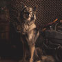 photographe chien studio, séance photo chien studio, portrait chien, photographe animalier toulouse, photo tamaskan, chien post apo