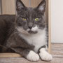 photographe chat studio, séance photo chat studio, portrait chat , photographe animalier toulouse, photo chat