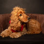photographe chien studio, séance photo chien studio, portrait chien, photographe animalier toulouse, photo cocker