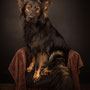 photographe chien studio, séance photo chien studio, portrait chien, photographe animalier toulouse, berger allemand ancien type