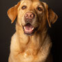 photographe chien studio, séance photo chien studio, portrait chien, photographe animalier toulouse, photo labrador