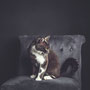 photographe chat studio, séance photo chat studio, portrait chat , photographe animalier toulouse, photo chat