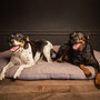 photographe chien studio, séance photo chien studio, portrait chien pinscher , photographe animalier toulouse, photo pinscher