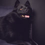 photographe chien studio, séance photo chien studio, portrait chien schipperke, photographe animalier toulouse, photo schipperke