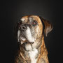 photographe chien studio, séance photo chien studio, portrait chien, photographe animalier toulouse