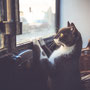 photographe chat studio, séance photo chat studio, portrait chat , photographe animalier toulouse, photo chat
