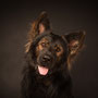 photographe chien studio, séance photo chien studio, portrait chien, photographe animalier toulouse, berger allemand ancien type